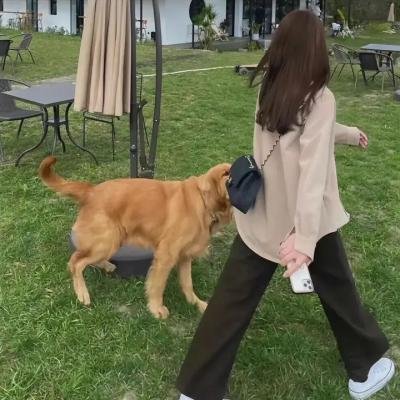 罗雀高飞